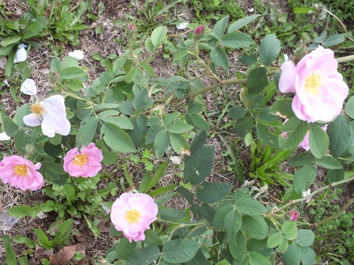  photo duplex4_zps27eb7a58.jpg